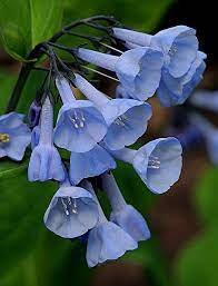 Pin On Garden Blues