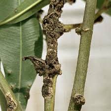 Image result for pseudomonas savastanoi pv nerii oleander symptoms
