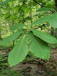 Great savings & free delivery / collection on many items. Big Leaf Magnolia Trees Have Big Leaves Mildlyinteresting