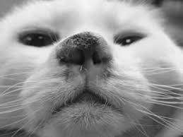Check spelling or type a new query. Skin Cancer Catwatch Newsletter