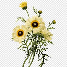 The classic easter lily plant is the most common flower to send for easter to a friend or church to display. White And Yellow Petaled Flowers Illustration Common Daisy Botanical Illustration Chrysanthemum Illustration Small Chrysanthemum Bouquets Botany Flower Arranging Sunflower Png Pngwing
