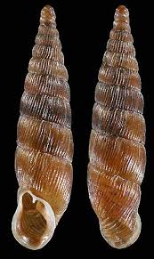 Image result for Alinula sp.