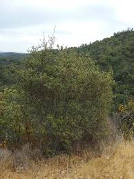 Image result for Rinorea ilicifolia