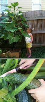 Growing vegetables in grow bags is a perfect solution to save up space and still grow abundant vegetables. How To Grow Zucchini Vertically Ehow Plants Zucchini Plants Growing Vegetables