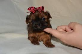 We offer imperial shih tzu puppies for sale and teacup shih tzu puppies for sale on a limited basis. Akc Imperial Shih Tzu Puppies For Sale In Gibsonton Florida Classified Americanlisted Com