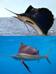 Sailfish The Fastest Swimming Animal Beautiful Sea Creatures Ocean Creatures Sea Animals