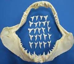 1 Inch Wholesale Mako Shark Teeth For Making Shark Teeth Necklaces Bag Of 25 60 Each Bag Of 100 56 Each Bag Of 300 54 Each Mako Shark Shark Teeth Shark