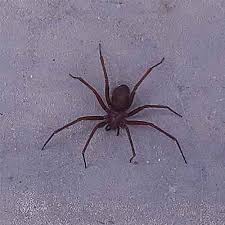 As aranhas do gênero loxosceles, popularmente conhecidas em vários países como aranhas marrons ou aranhas violino, são as mais importantes entre as aranhas. Protecao Animal