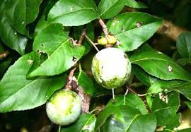 Image result for Pittosporum mildbraedii