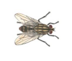 These flies represent two very important baitfish patterns in the diet of our cold water it could probably just as easily imitate a horse fly tied in larger sizes. Common Types Of Flies Ehrlich Pest Control