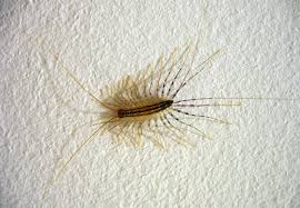 Maybe you would like to learn more about one of these? How To Get Rid Of Centipedes Removal And Prevention Bob Vila