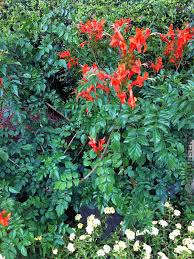 Check spelling or type a new query. Mango Cape Honeysuckle Tecomaria Capensis Kens Nursery