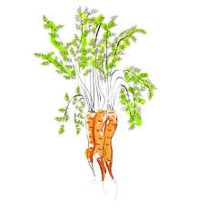 Catherine Marble Nutrition