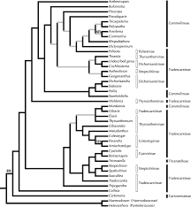 Image result for Stanfieldiella imperforata