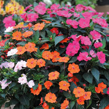 Sunpatiens is the result of a cross. Pin On Herbaceous Plants