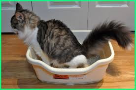 Cara jitu kucing tidak pup sembarangan. 6 Cara Melatih Kucing Buang Air Besar Di Pasir Litter Box Dunia Fauna Hewan Binatang Tumbuhan Dunia Fauna Hewan Binatang Tumbuhan