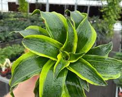 Image result for Dracaena camerooniana