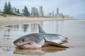 Play now shark attack online on kiz10.com. Shark Attack On Britons Fuels Calls For Mass Slaughter Off Australia World The Times