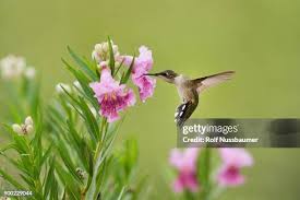 Image result for Hermbstaedtia linearis