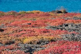 Image result for Sesuvium portulacastrum