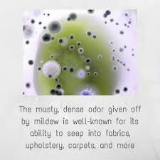 Maybe you would like to learn more about one of these? The Ultimate Guide On How To Get Rid Of Mildew Smell