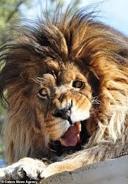 Animals Show They Can Have Bad Hair Days Too In Hilarious Gallery Awkward Animals Funny Lion Silly Animals