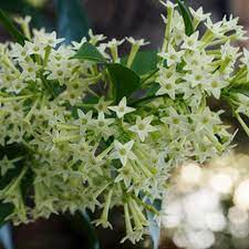 I have a young night flowering jasmine about 3' tall in a small pot. Cestrum Nocturnum Night Blooming Jasmine Telegraph Garden Shop