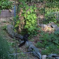 When it comes to animals digging in the yard, this can often cause issues with regards to flat surfaces such as a lawn, while they can also steal vegetables and fruit, while if they start digging around the base of shrubs or trees, they can even destabilize these plants and cause them to fall over. Greenish Thumb How To Keep Animals From Digging Up Newly Sown Seeds Bloodmeal