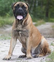 The other two are black one with a white chest patch. Daniff 101 English Mastiff X Great Dane