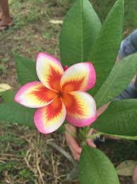 Fire Blast Beautiful Flowers Unusual Flowers Plumeria Flowers