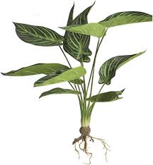 Image result for Maranta arundinacea