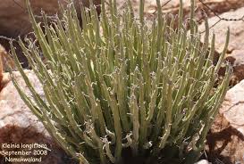 Image result for Kleinia longiflora