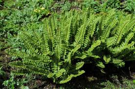 Image result for Athyrium