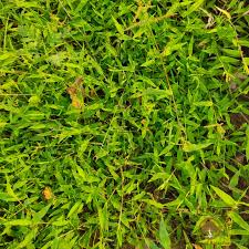 Image result for Urochloa reptans