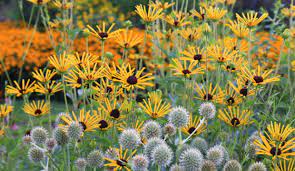 'henry eilers' is no exception. Paul S Plant Picks Rudbeckia Subtomentosa Henry Eilers Toronto Botanical Garden