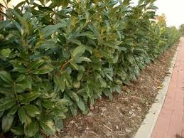 Obwohl der kirschlorbeer auf jedem gut wasserdurchlässigen gartenboden gut wachsen kann, bevorzugt diese schöne heckenpflanze einen humusreichen, leicht sauren boden. Gunstiger Hecken Kirschlorbeer Rotundifolia 125 150 Gross