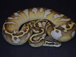 Butter Pastel Calico Morph List World Of Ball Pythons Ball Python Ball Python Pet Ball Python Morphs
