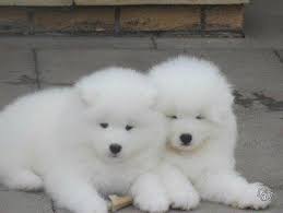 What kind of coats do they have? Samoyed Siberian Husky Golden Retriever Puppies For Sale Lebanon Posts Facebook