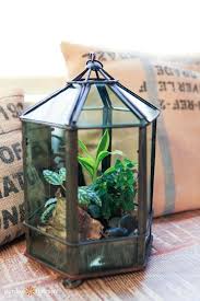 Indoor Plant Care How To Grow Tropical Plants In Geometric Terrariums Garden Therapy Indoor Plant Care Geometric Terrarium Tropical Plants