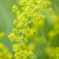 Image result for Galium verum