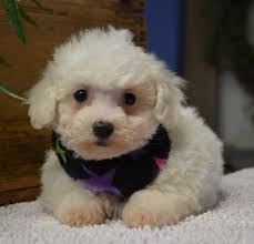 Black Bichon Frise Puppy For Sale Bichon Frise Puppy For Sale In Tucson Az Adn 69469 On Puppyfinder Com Gender Female Age 9 Weeks Old Bichon Frise Puppy Bichon Puppies For Sale