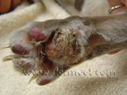 Lesions can also affect the. Dermatology Clinic For Animals Pemphigus Foliaceus In Tacoma Wa Dermatology Clinic For Animals