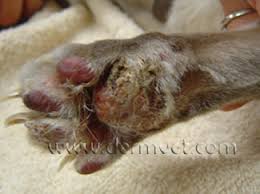 This means that your cat will likely. Dermatology Clinic For Animals Pemphigus Foliaceus In Tacoma Wa Dermatology Clinic For Animals