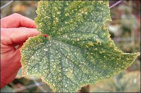 Image result for thrips damage on cucumber