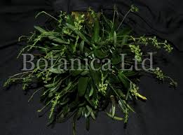 Image result for Angraecopsis amaniensis