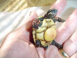 Keep this in mind when deciding if you are building our biologist has compiled a fantastic red foot tortoise care guide. Keeping And Breeding Red Footed Tortoises Reptiles Magazine