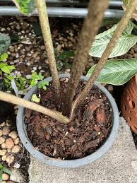 Image result for Stylochaeton