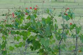 Image result for Ipomoea hederifolia