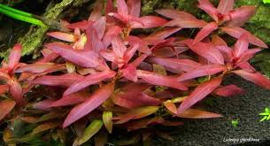 Image result for Ludwigia