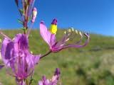 Image result for Cleome elegantissima